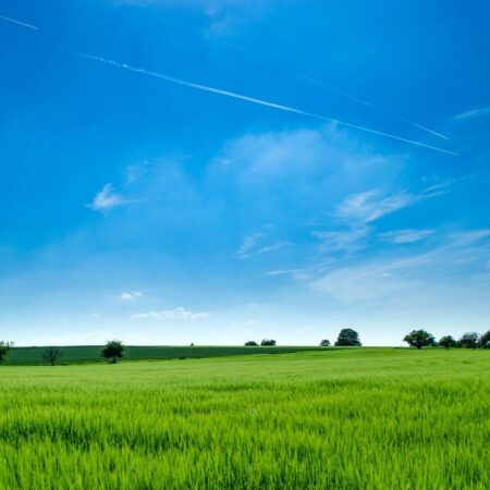 Saftig grüne Wiese mit ein paar Bäumen, blauer Himmel mit feinen Schleierwolken